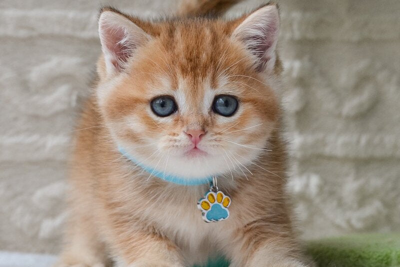 Chester British Shorthair male black golden ticked tabby - live animals