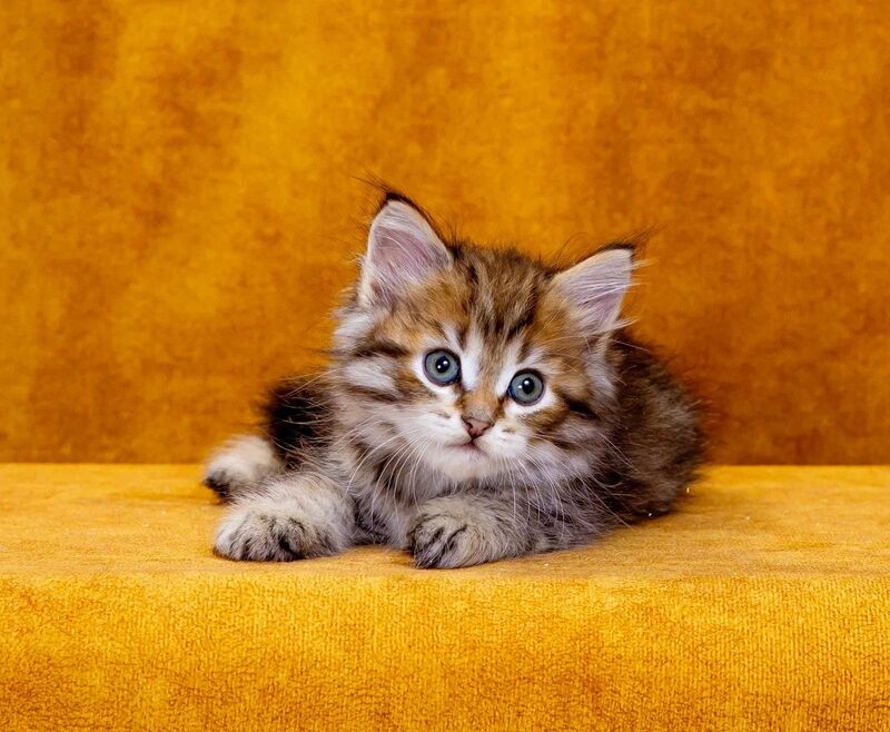 Garfield Siberian male, black spotted tabby