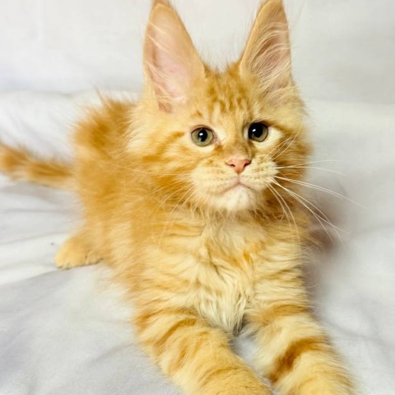 Luthor Maine Coon male, red tabby