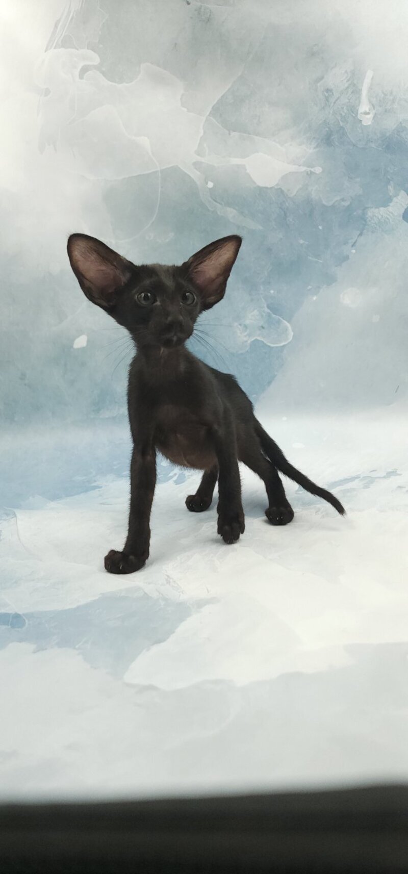 Orville Oriental Shorthair male, black