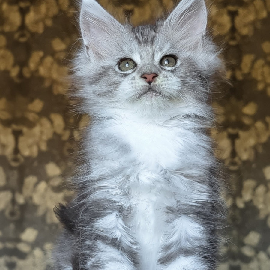 Inneta Maine Coon female, black silver tabby with white