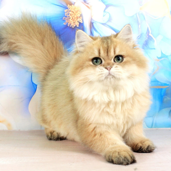 Romeo British Longhair male, black golden shaded