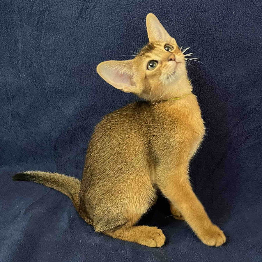 Flora Abyssinian female, black