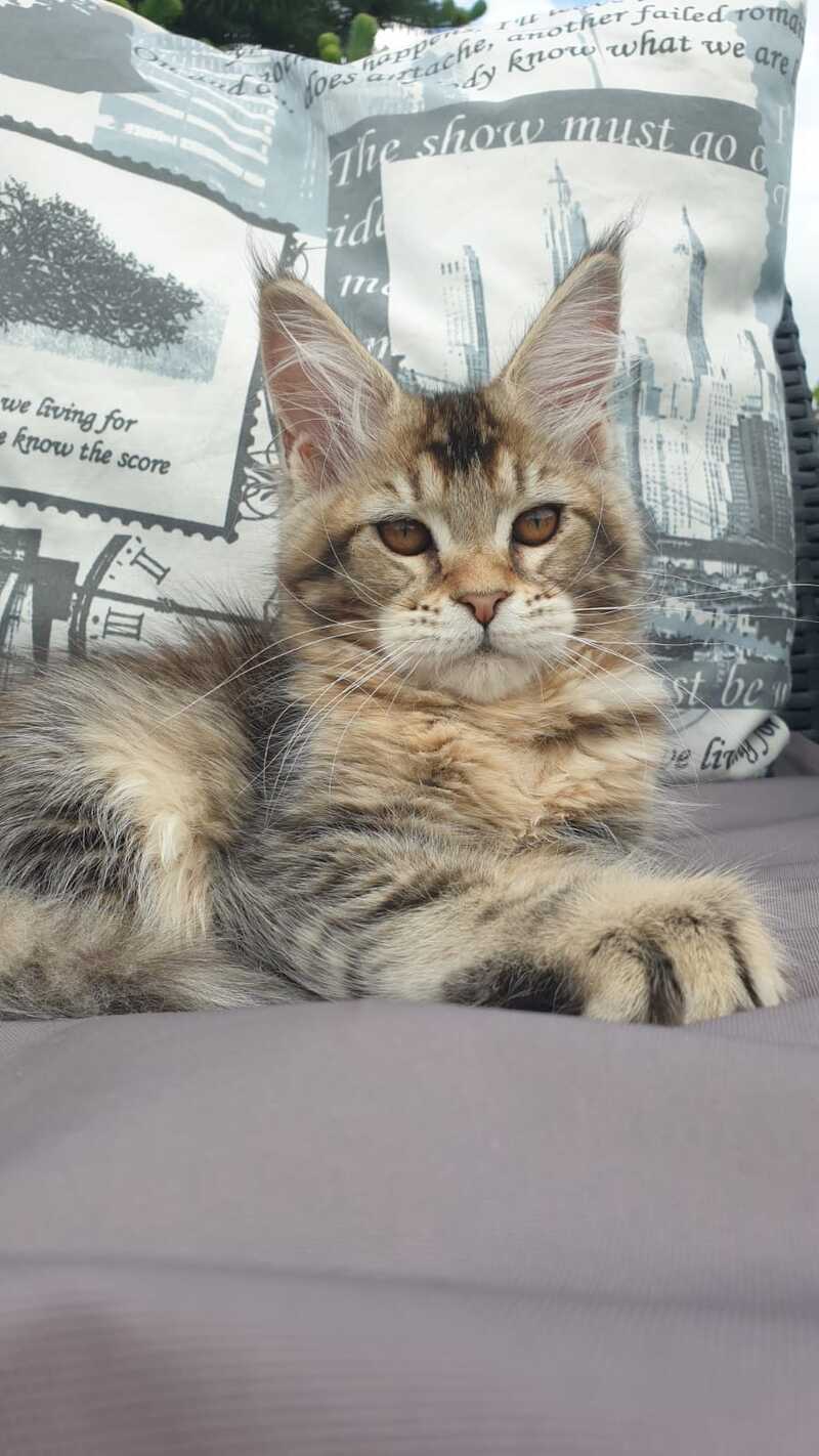 Ellie Maine Coon female black ticked tabby - live animals