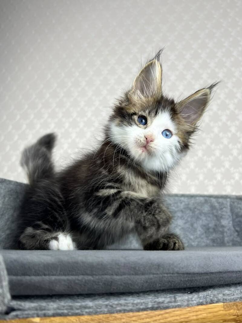 Penelope Maine Coon female, black tabby with white