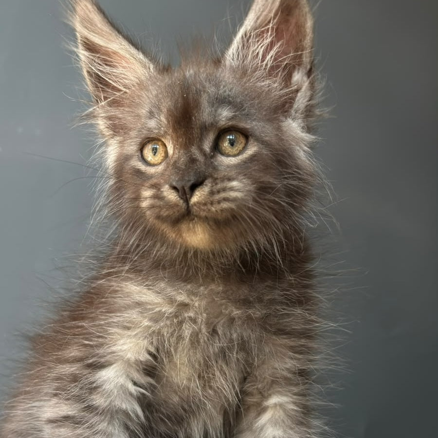 First Maine Coon male, black silver