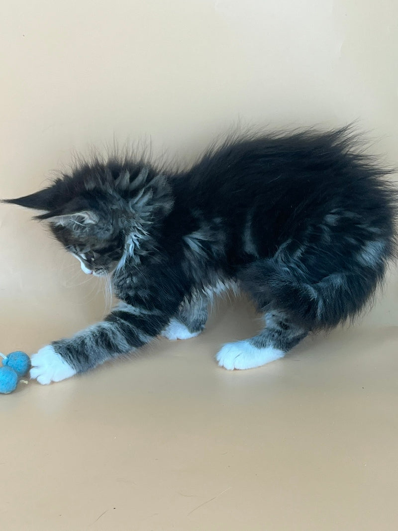 Bershka Maine Coon female, black tortie tabby bicolour