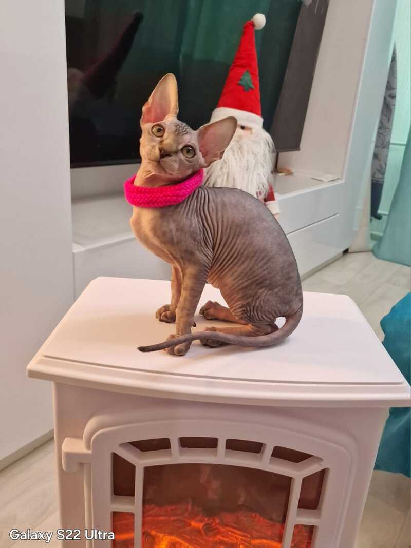 Dakota Canadian Sphynx female black tabby - live animals