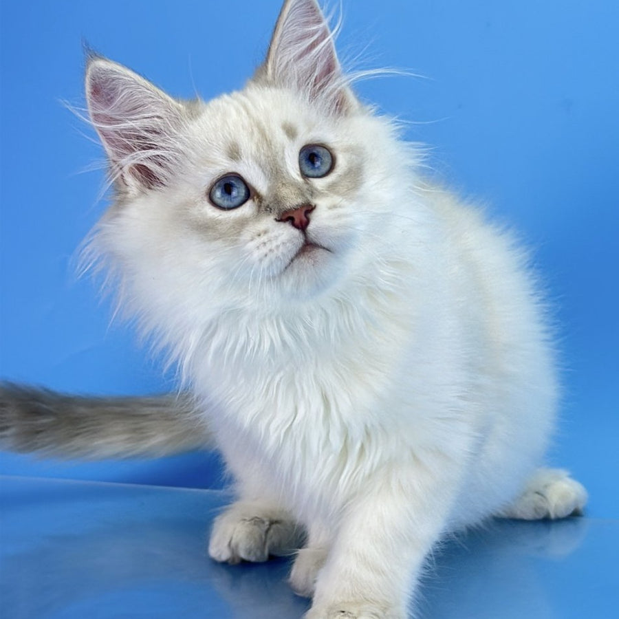 Xander Siberian male, blue tabby pointed
