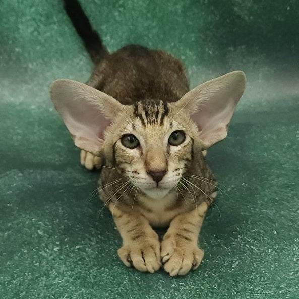 Azrael Oriental Shorthair male, black tabby