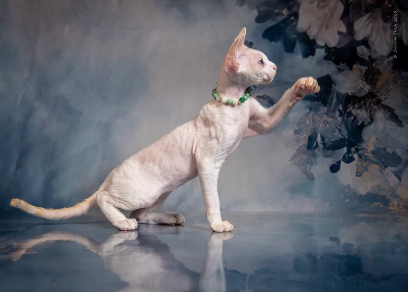 Ice Berry Devon Rex male red pointed - live animals
