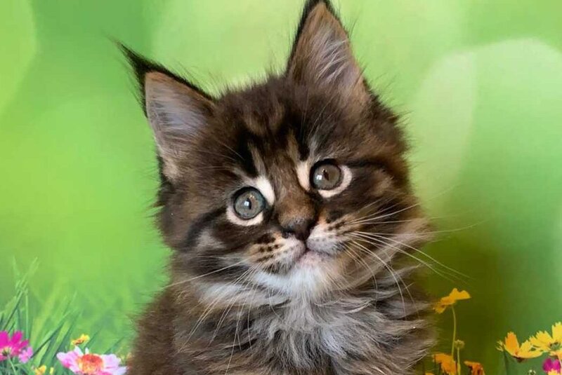 Ursine Maine Coon male, black spotted tabby