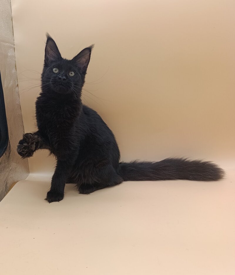 Iris Maine Coon female black silver - live animals