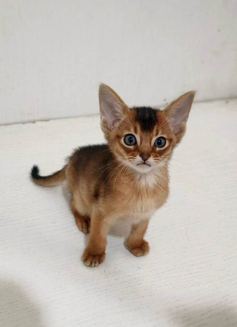 Griffin Abyssinian male ruddy - live animals