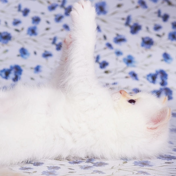 Aliaska British Shorthair female, red pointed