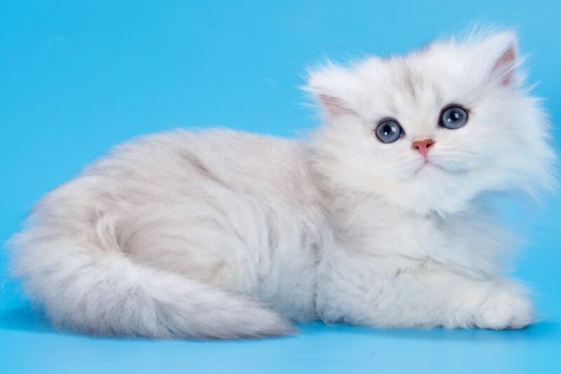 Daniel British Longhair female, black golden shaded