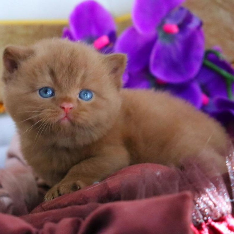 Richard British Shorthair male, cinnamon