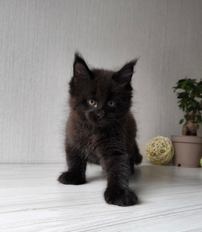 Graf Maine Coon male, black