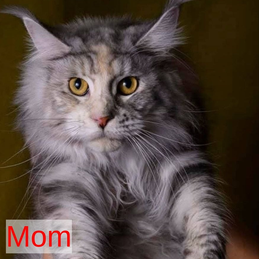 Inosh Maine Coon female, black tabby with white