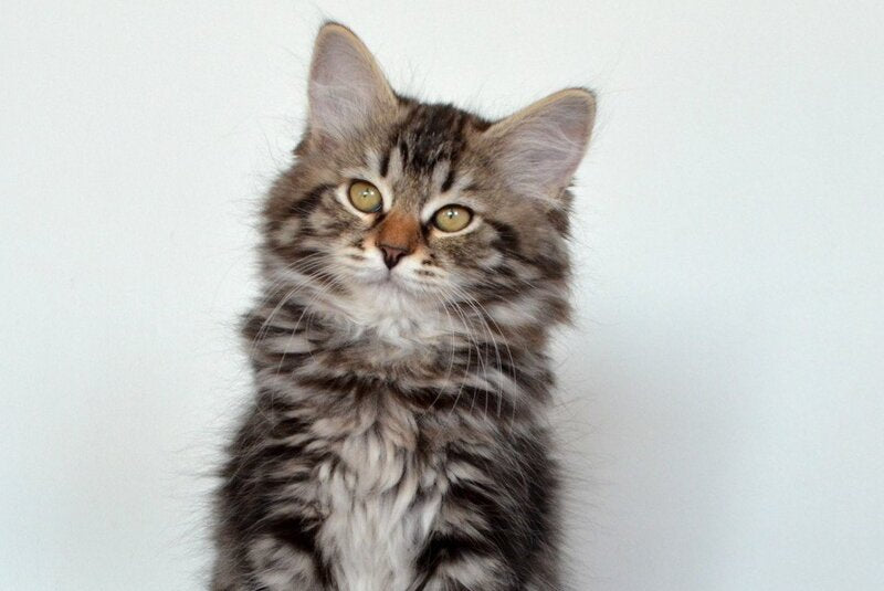 Silvia Siberian female, black tabby