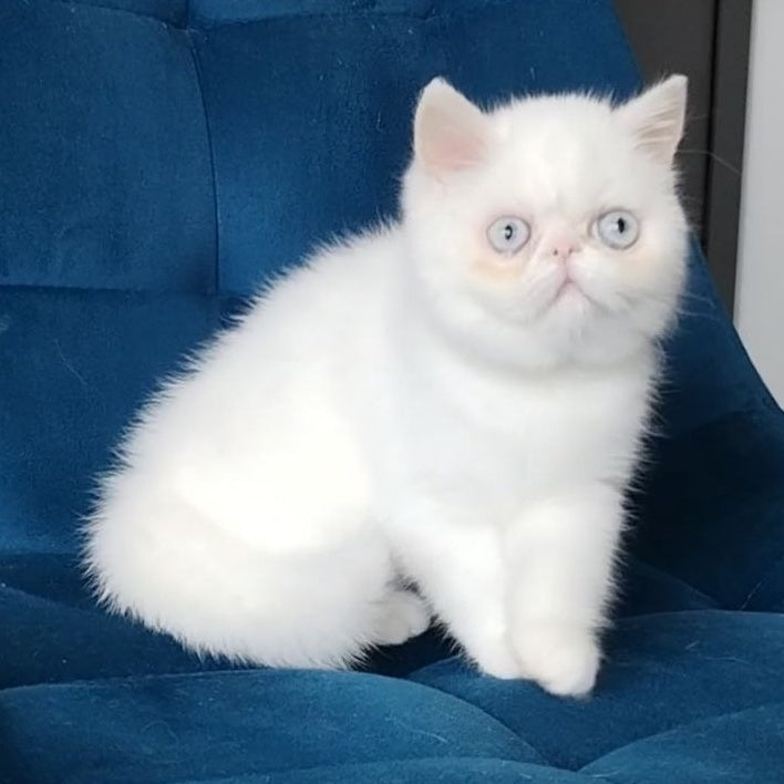 Hanna Exotic female, white
