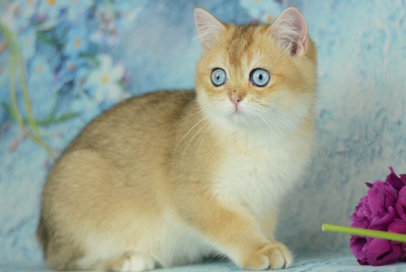Diana British Shorthair female, black golden shaded with white