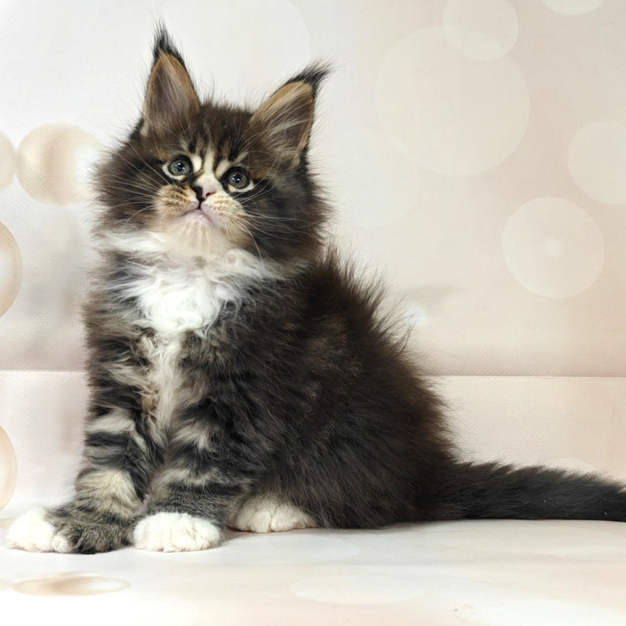 Cosmos Maine Coon polydactyl 6x6x6x6 male, black tabby with white
