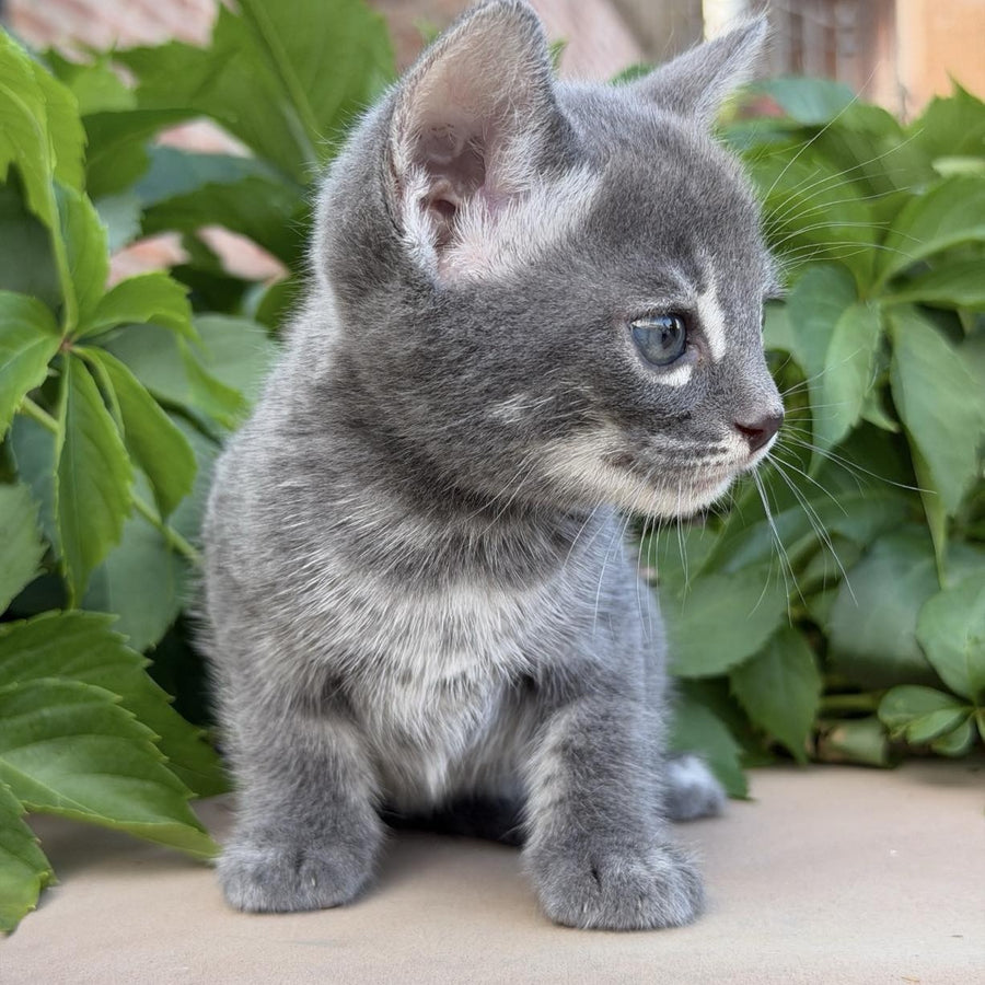 Calvin Bengal male, blue silver spotted tabby