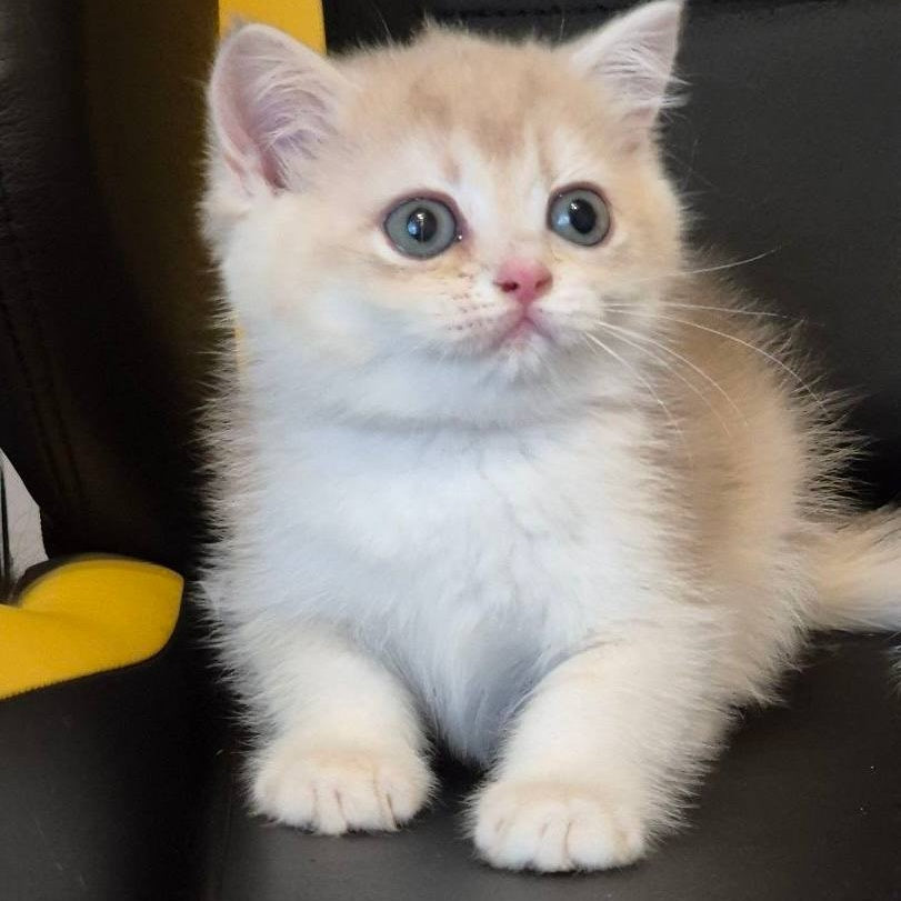Kitty British Shorthair female, blue golden chinchilla