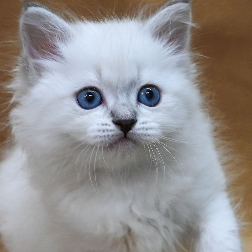Glint Neva Masquerade male, blue tabby pointed