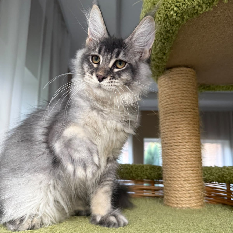Invar Maine Coon male, blue silver ticked tabby