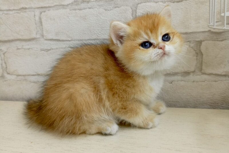 Makar British Shorthair male, black golden chinchilla