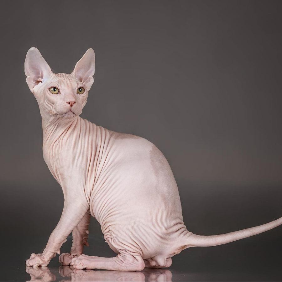 Urii Don Sphynx male, red bicolour