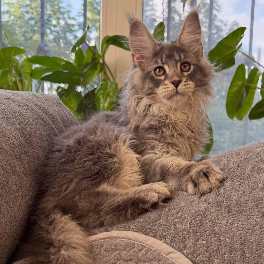 Courvosier Maine Coon male, blue silver ticked tabby