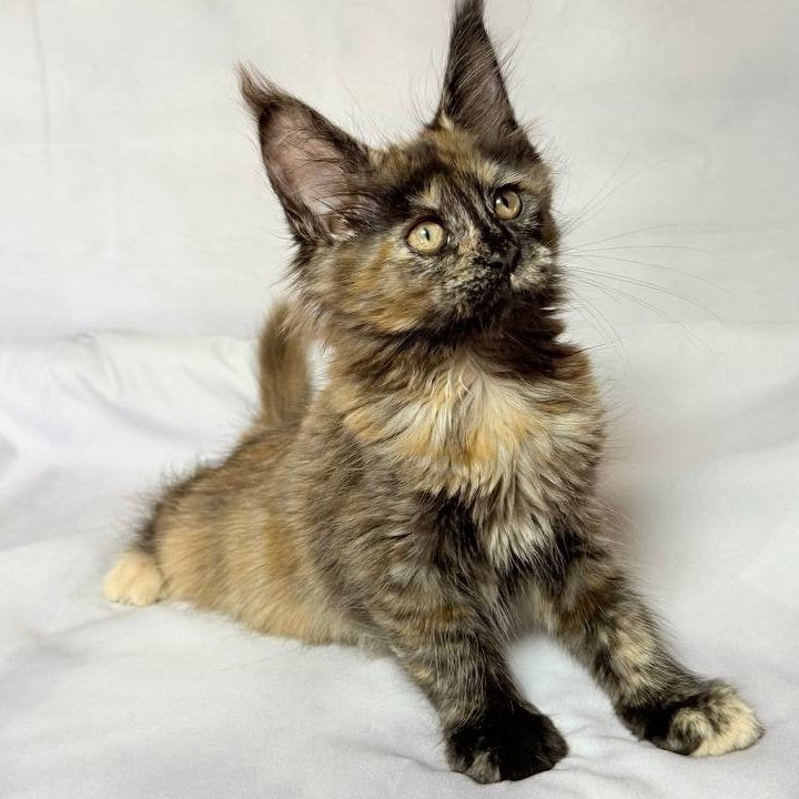 Lionella Maine Coon female, black tortie