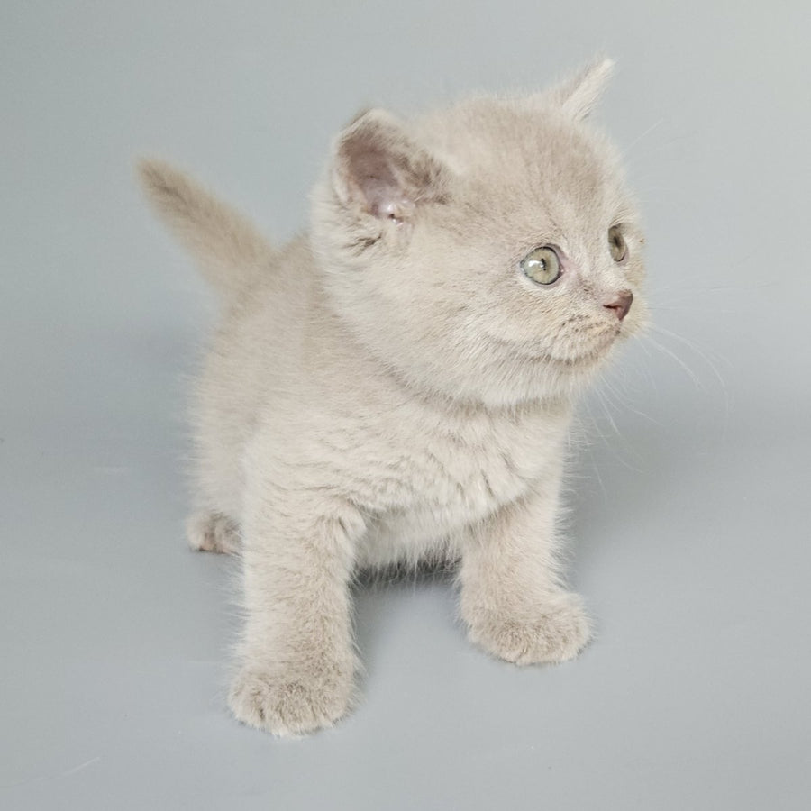 Baks British Shorthair male, fawn
