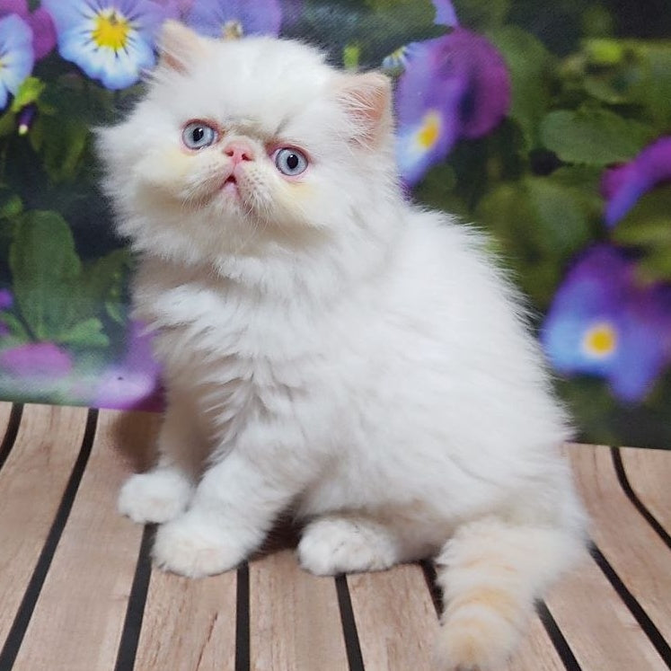 Sultan Persian male, cream pointed