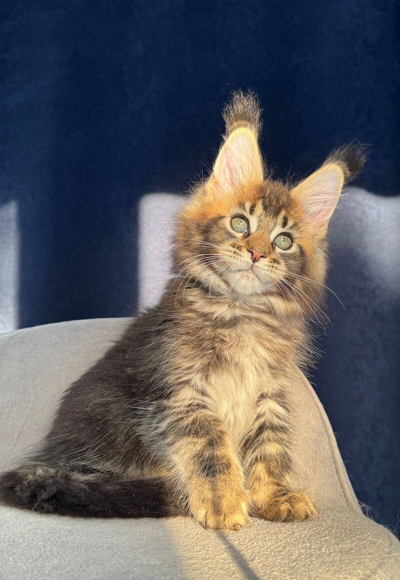 Ganova Maine Coon male black ticked tabby live animals