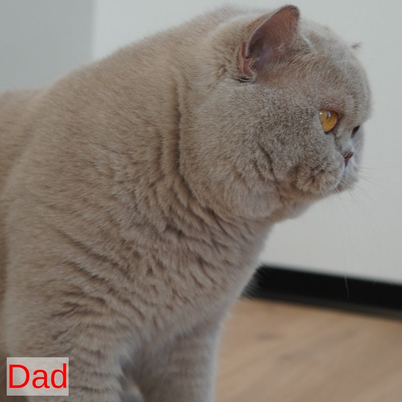 Ugo British Shorthair male, cinnamon