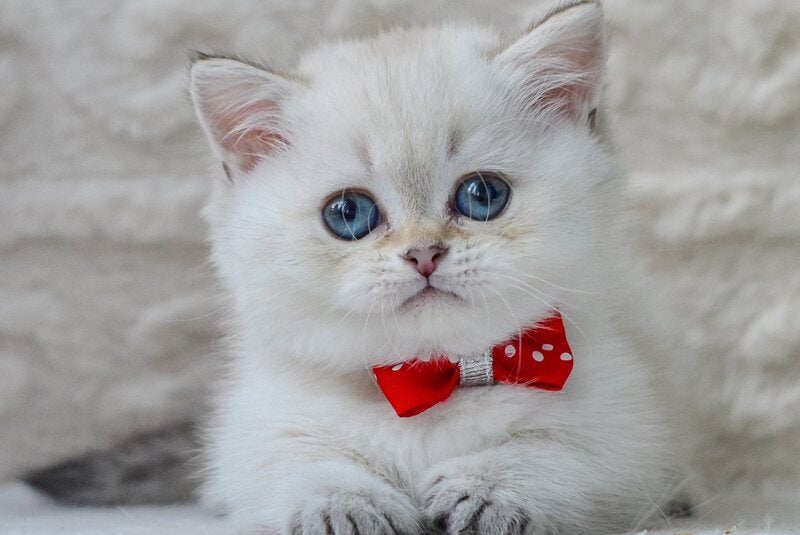 Elvis Munchkin male, black golden ticked tabby pointed
