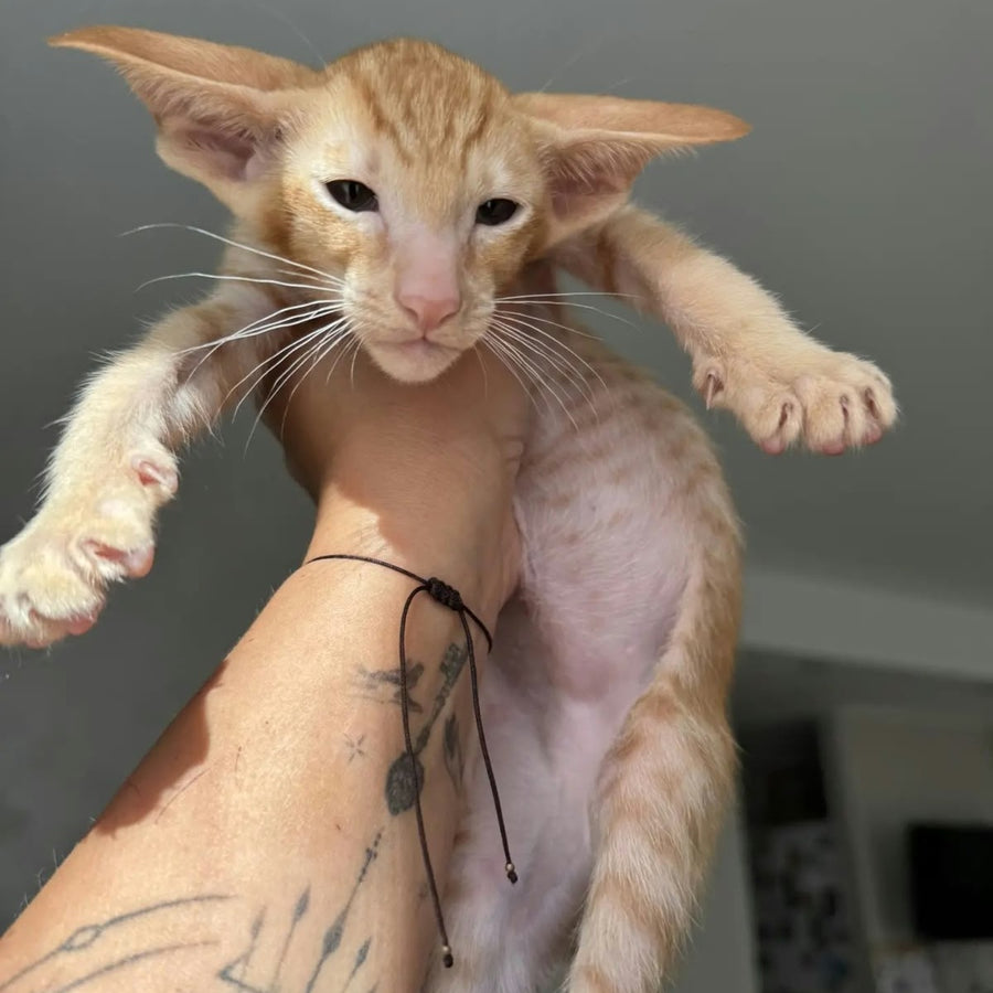 Zlatan Oriental Shorthair male, red spotted tabby