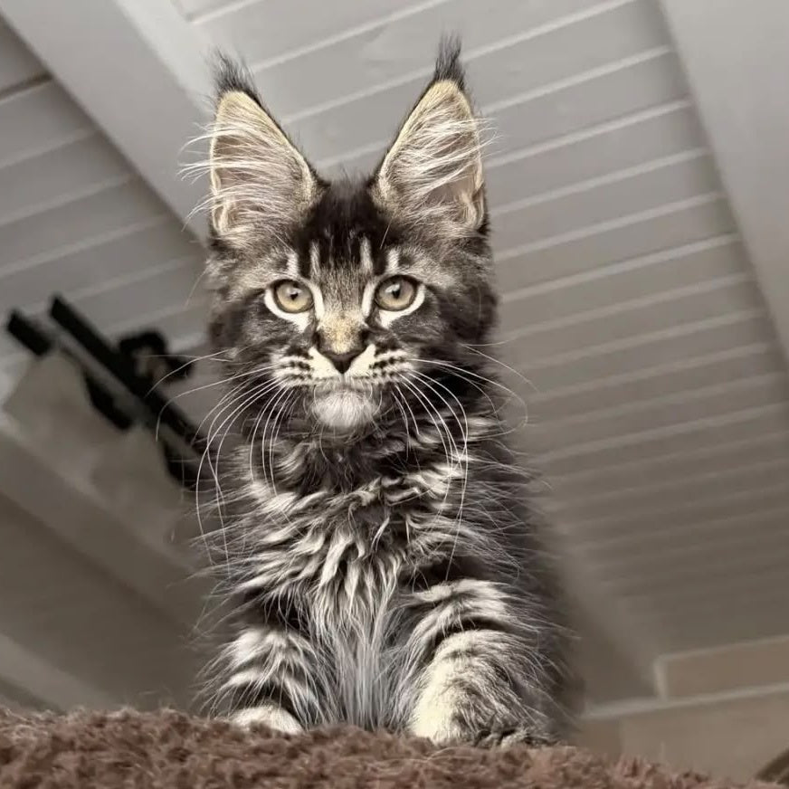 Chilli Maine Coon female, black tabby