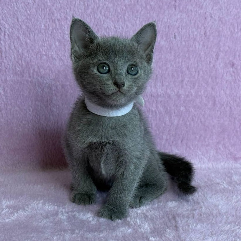 Louise Russian Blue female, blue