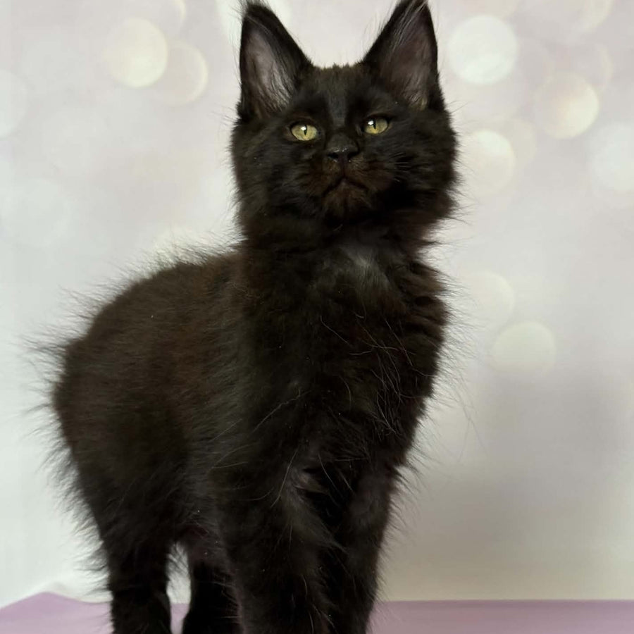Dallas Maine Coon male, black