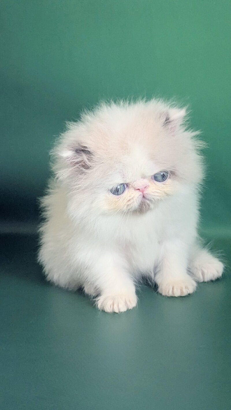 Nemо Persian male, cream pointed bicolour