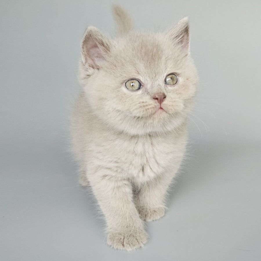 Baks British Shorthair male, fawn