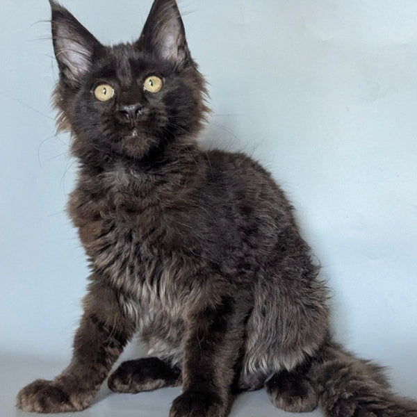 Kаssandra Maine Coon female, black