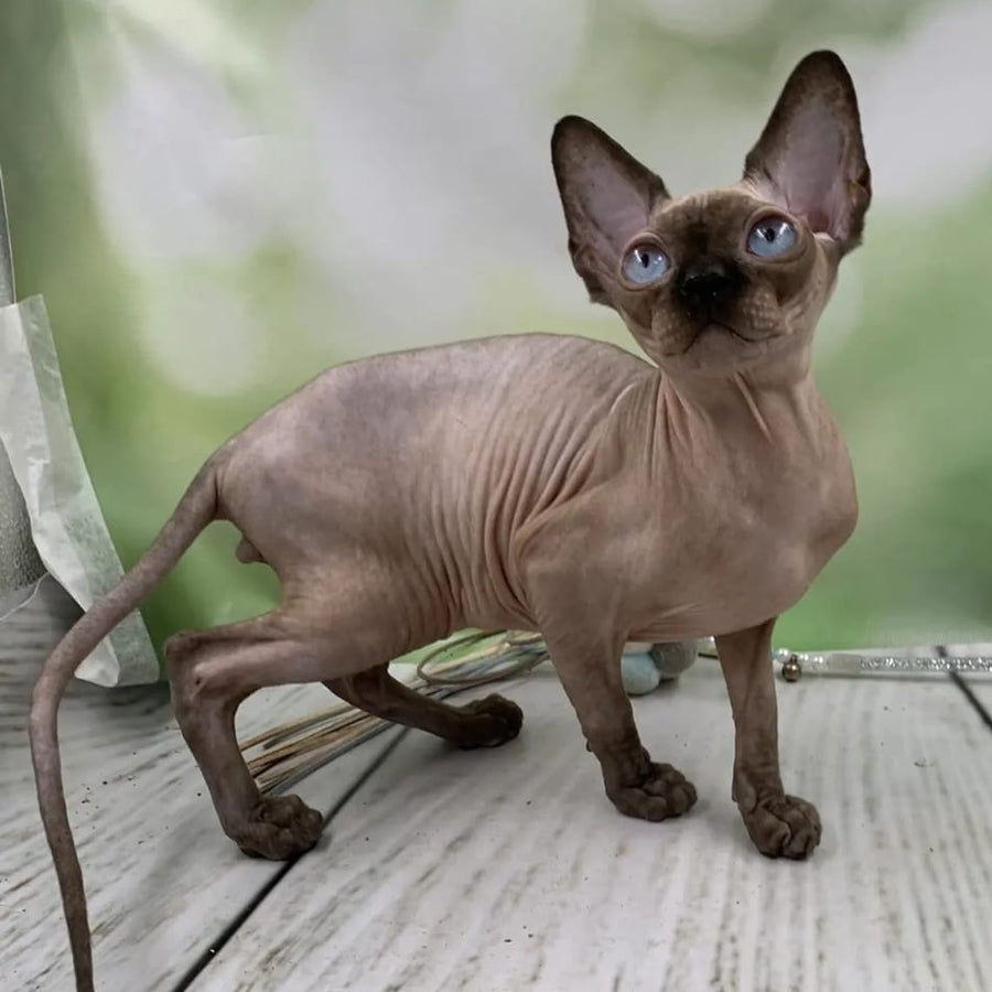 Gosha Canadian Sphynx male, black pointed