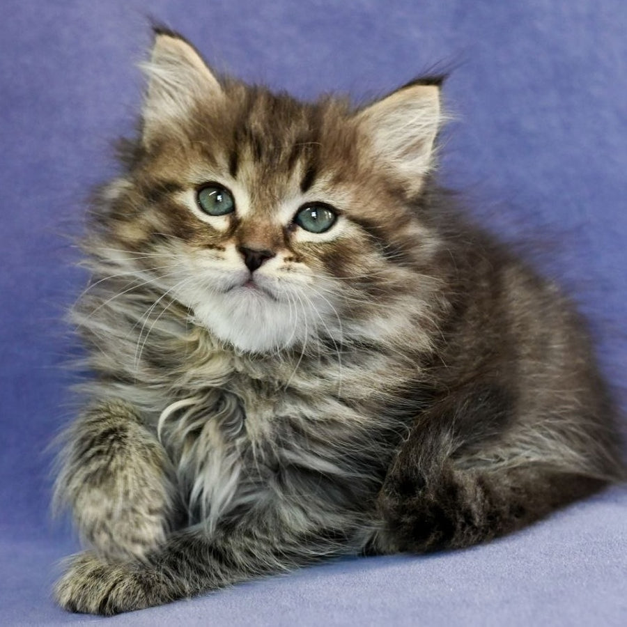 Ilusion Siberian male, black spotted tabby