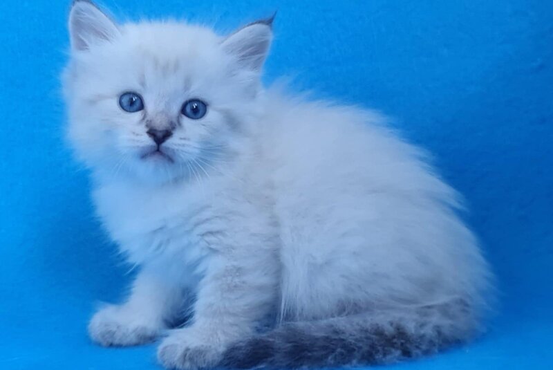Xander Siberian male, black tabby pointed